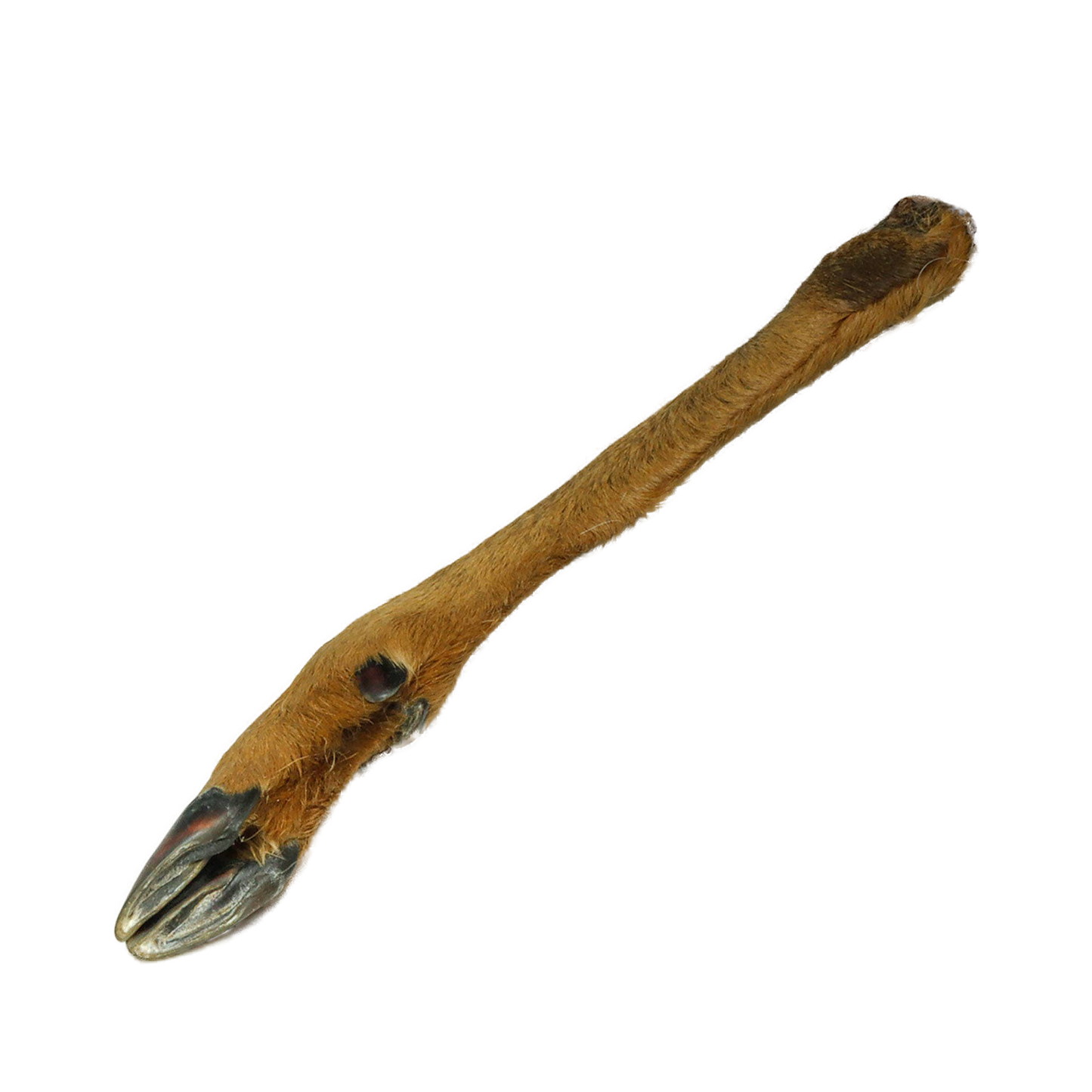 Deer lower leg with fur