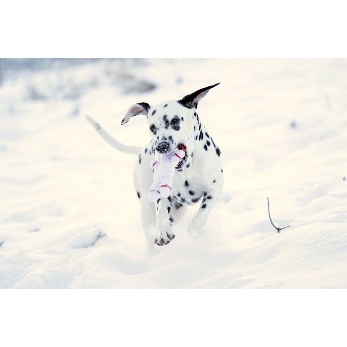 Shawn der Schneemann Kauspielzeug