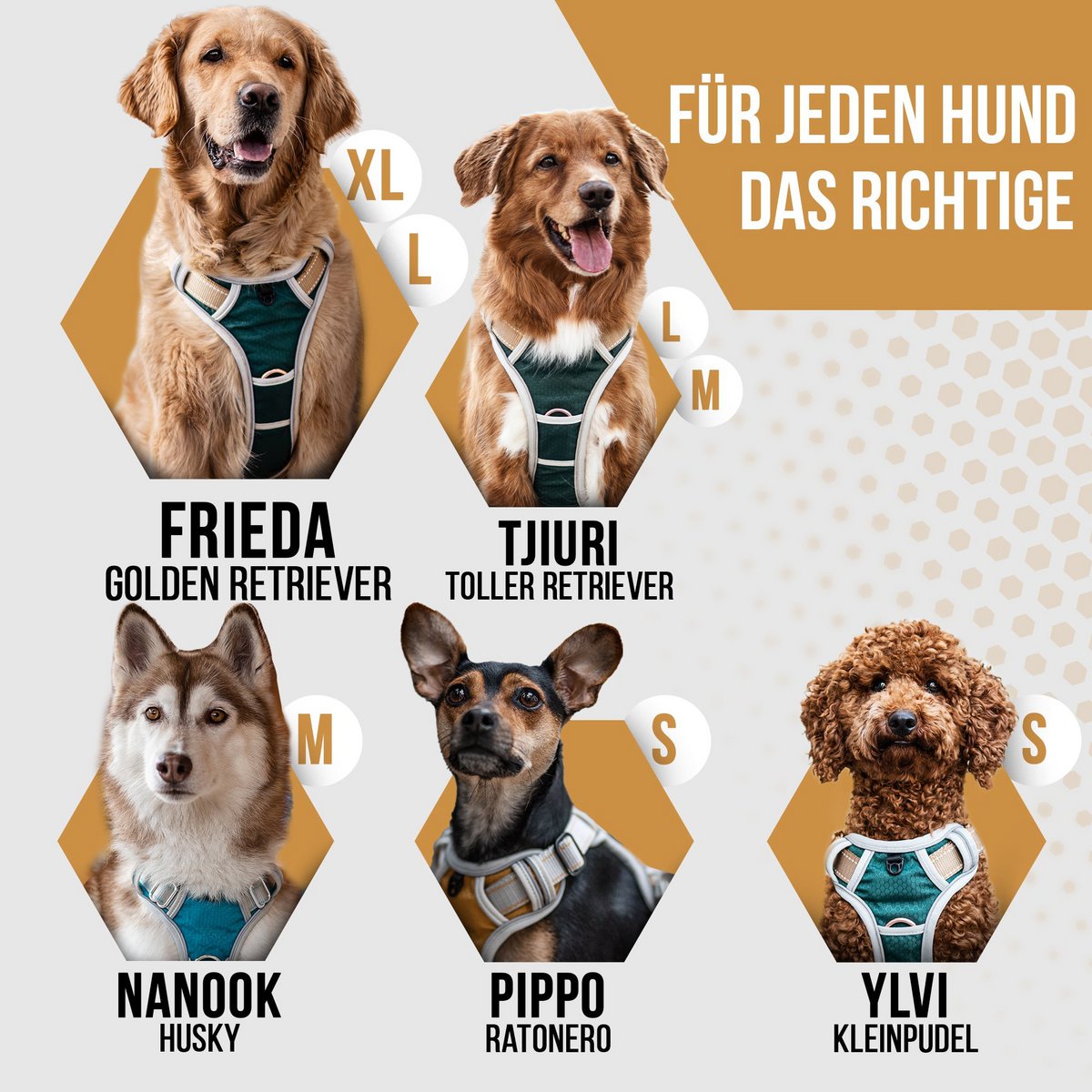 Hundegeschirr "Rocket"