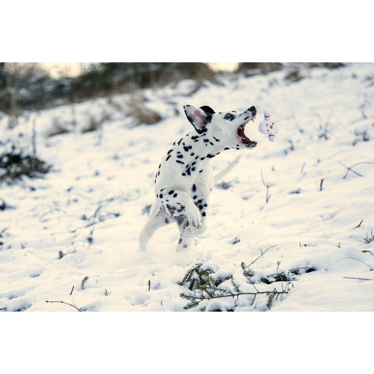 Shawn der Schneemann Kauspielzeug