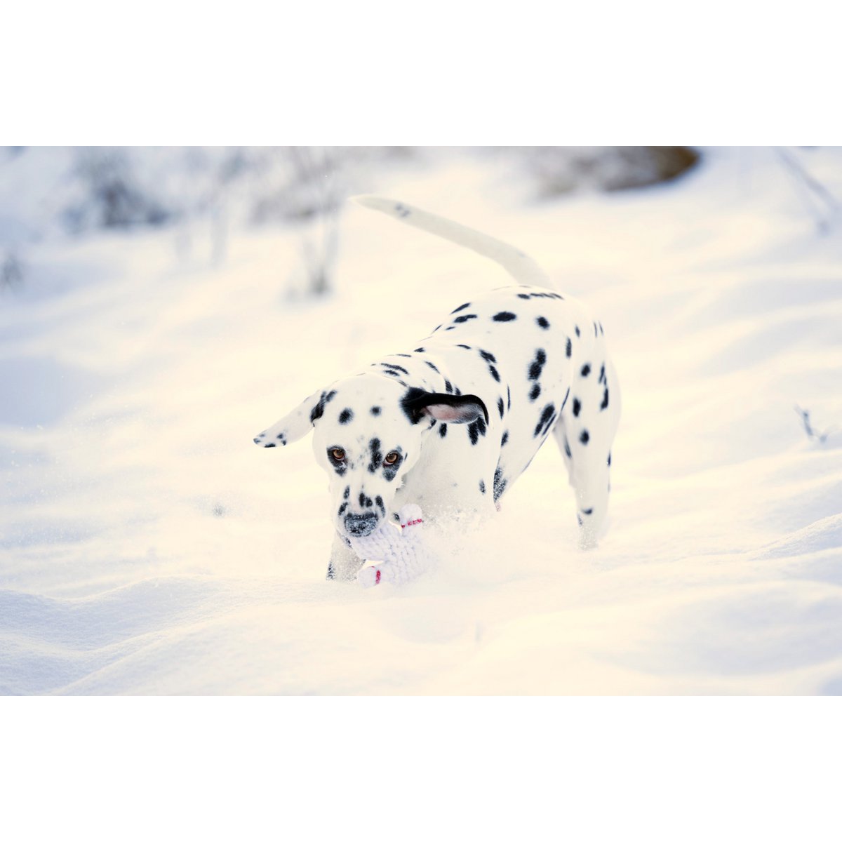 Shawn der Schneemann Kauspielzeug