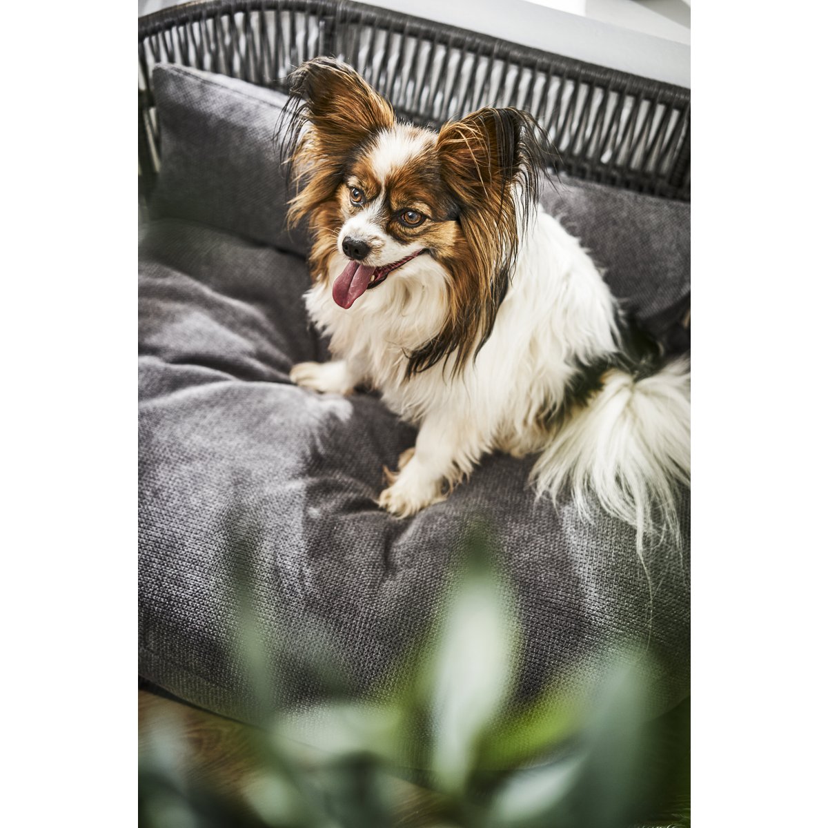 PRADO Design-Hundebett TUDOR